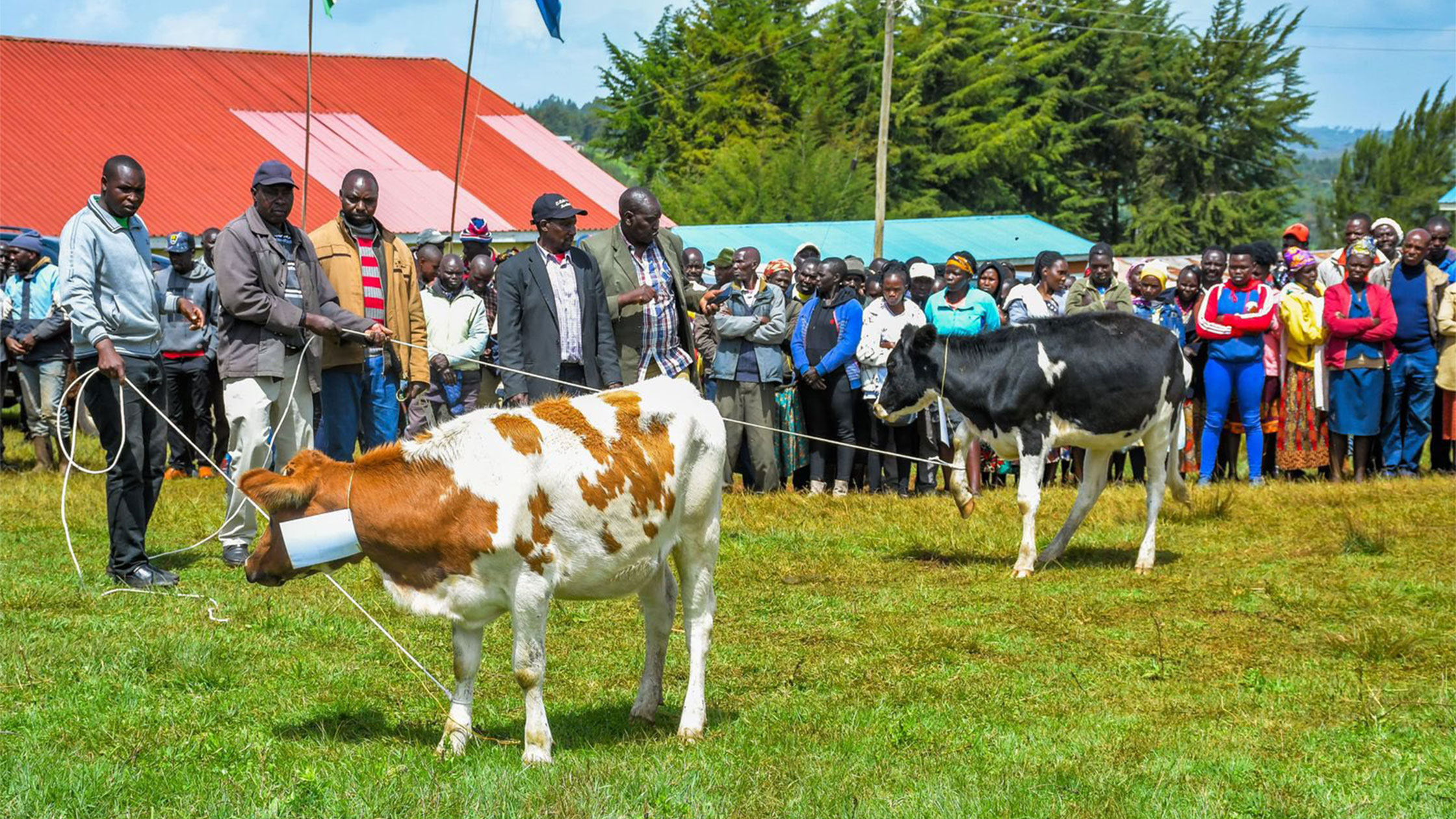 Kamwosor Livelihoods Boost: Dairy Cows and Seedlings Distributed Under Kaptagat Conservation Programme in Keiyo South