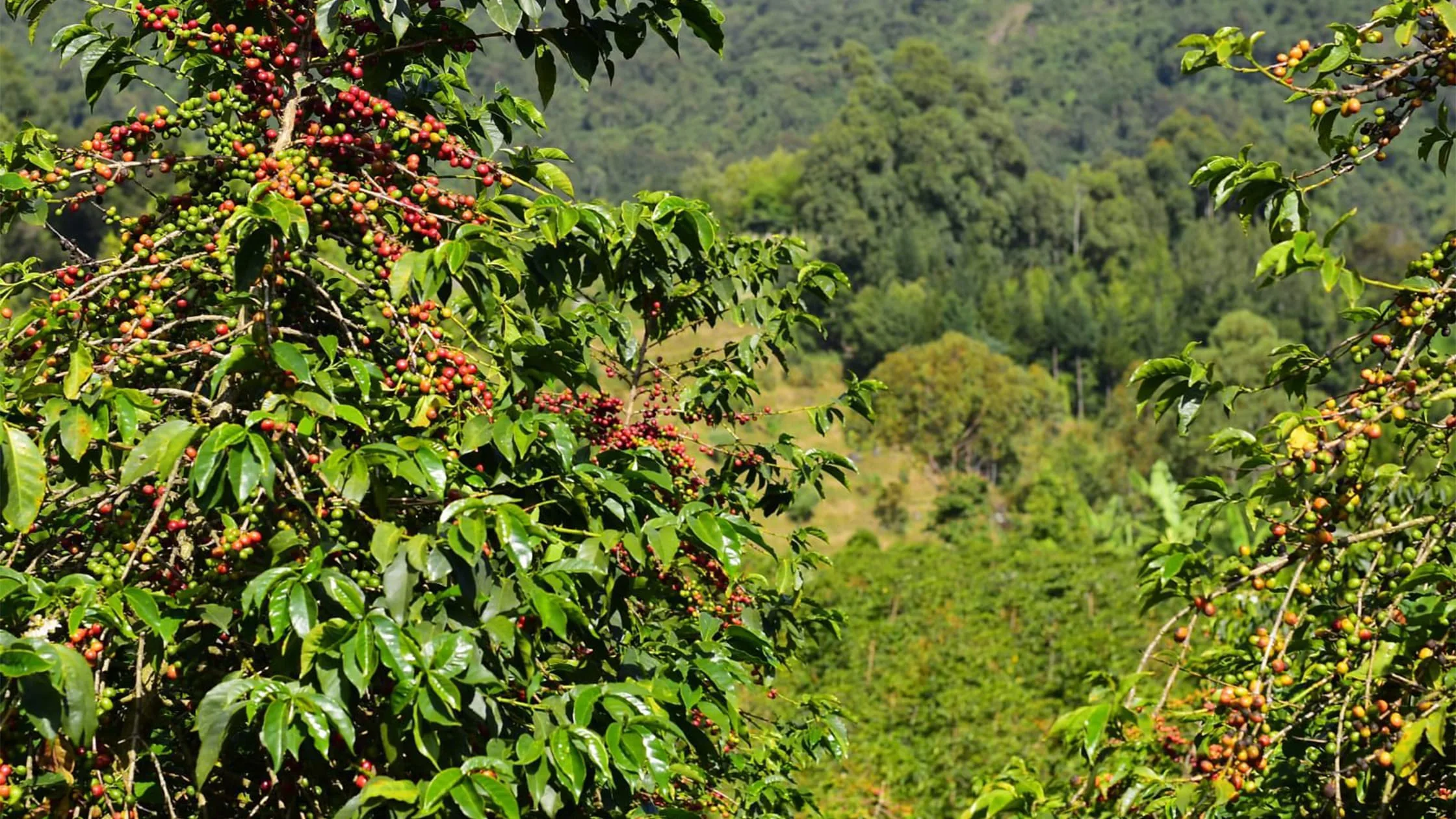Kaptagat ICP Boosts Coffee Farming and Water Projects to Transform Livelihoods in Keiyo North and Moiben
