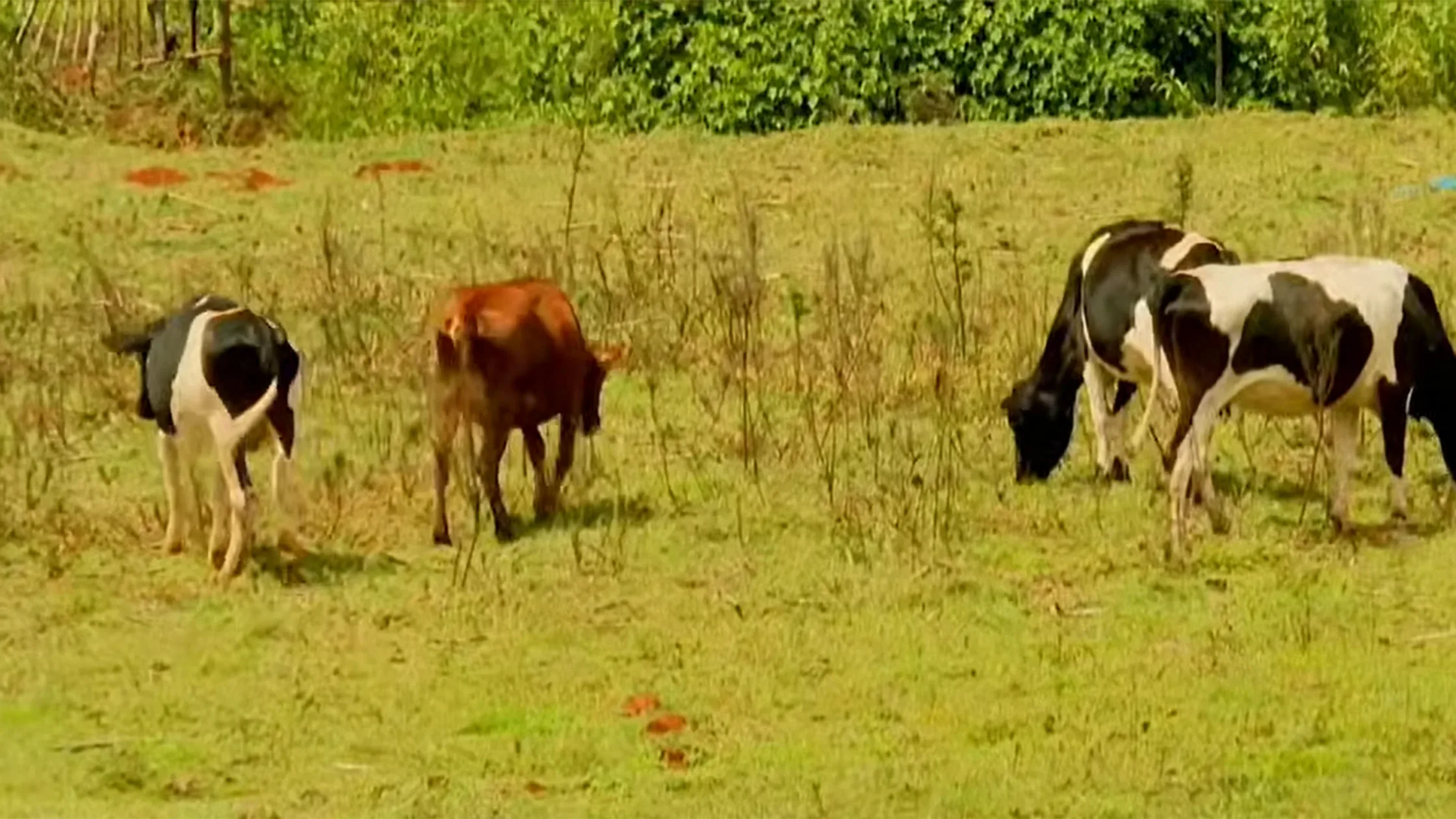 Kaptagat Cow Hotel: Linking Livestock Farming to Forest Conservation